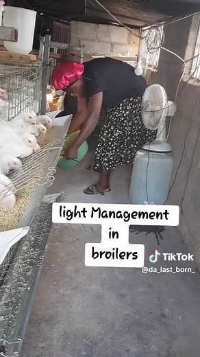 are you switching off the lights manheru or muri kurova kurura zvenyu....????🐤🐓 #broilers #chickens #broilercages #poultry #farming #dontgiveup