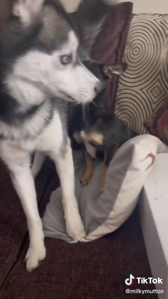 Playful Dog Fight Over a Cushion | Funny Dogs Video