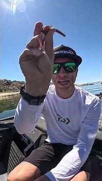 How to fish the Yamamoto Thin Senko!