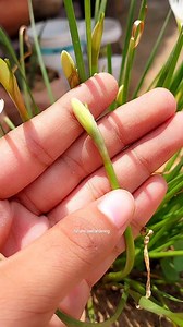 "Winter care for Rain Lilies: Reduce watering, provide bright light, and fertilize lightly. Protect from frost and deadhead old blooms. With a little TLC, your Rain Lilies will bloom beautifully in the monsoon season! 🌟💦" Or, even shorter: "Rain Lily winter care: Less water, more light, and a little love. Bloom ahead! 💐🌈" . Share With Your flowers प्रेमी 🙊✨️ . Join the garden party! Follow for gardening tips, tricks, and more. Share your questions or tips in the comments below 🌻. . Follow 