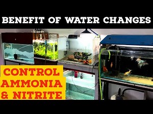 How To Remove Ammonia & Nitrate From Aquarium | Aquarium Water Change Benefits | Ammonia In Aquarium