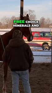 Discover Ed's Joker's Wild horse care secrets! Learn about their unique feeding and nutrition plan, featuring hay, alfalfa, and supplements. This episode focuses on maintaining peak horse health with a natural approach. #HorseCare #EquineNutrition #HorseCare #EquineNutrition #Hay #Alfalfa #Feeding #HorseHealth #NaturalHorseCare #EquestrianLife #FarmLife #EdsJokersWild | Ed's Walking Horses
