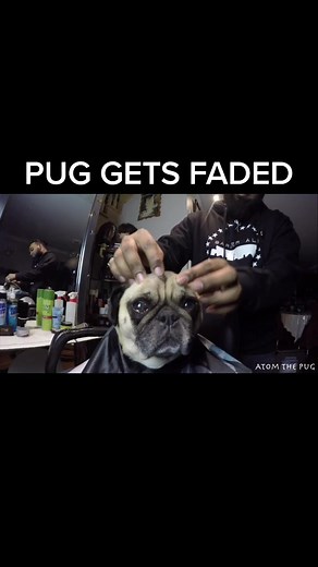 Pug Gets Faded: A Fun GoPro Adventure