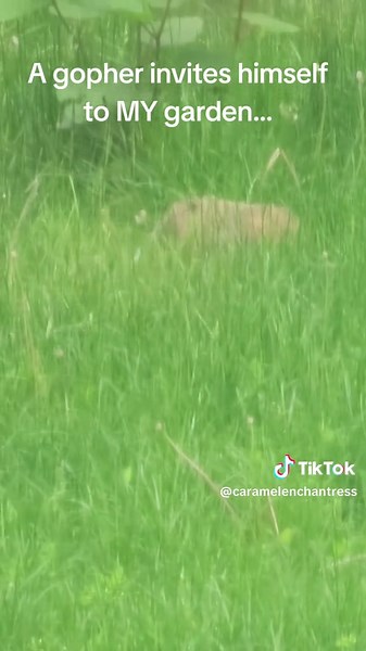 Gopher Invites Itself to My Garden Breakfast