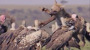 2.4K views · 52 reactions | This is the Lappet Faced Vulture. There are only 8000 left in the wild. You can help in the plight of the this powerful bird by visiting thisismykenya.co.ke #ThisIsMyKenya #NatGeoAfrica | National Geographic Africa | Facebook