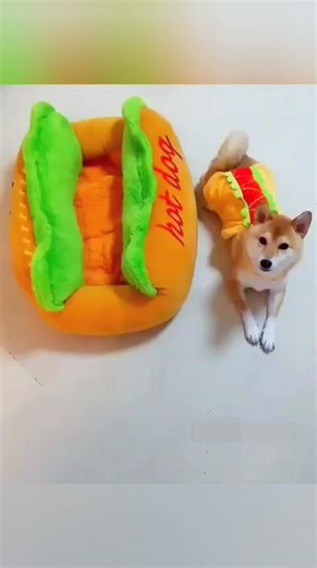 8.5K views · 226 reactions | I’m not just a dog… I am hot dog 殺 . . . . #hotdogs #funnyvideos #shiba | Shiba Inu Life | Facebook