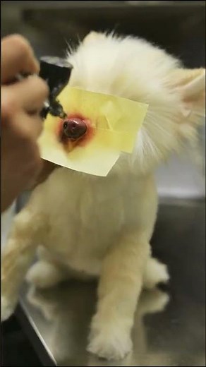 Creating a Custom Cuddle Clones Dog Twin #CuddleClones#PetClone