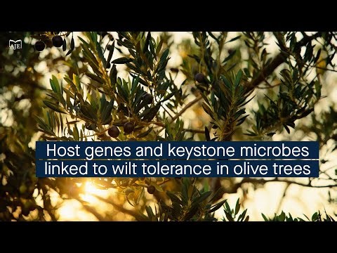 Unraveling plant-microbiome interactions linked to disease tolerance in olive trees