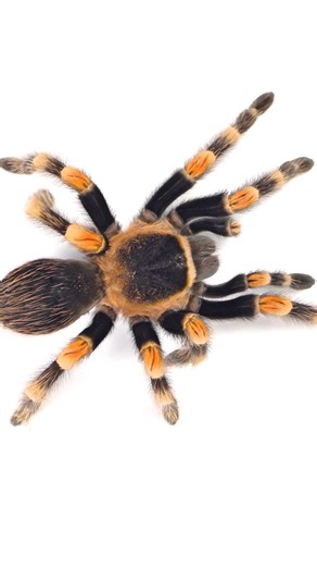 Top 5 Longest Living Tarantulas #3 Mexican Red Knee Tarantula aka Brachypelma hamorii! Watch the FULL NEW VIDEO on YouTube. #tarantula #spider #halloween | The Tarantula Collective
