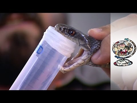 Snakes Kill More People than Deadly Diseases in Papua New Guinea