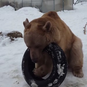 86K views · 11K reactions | This bear couldn't find a fun toy that he enjoyed until his human friend gave him a new tire to play with and he was overjoyed! What weird toys do your pets play with? #Animals #Bears | Animalistic | Facebook