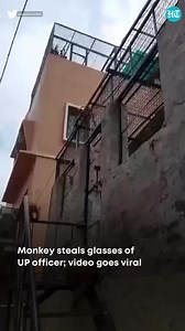 299K views · 2.1K reactions | Watch | The monkeys in #Vrindavan this time targeted the district magistrate of #Mathura and snatched his spectacles while he was busy talking on his phone. The monkey handed over the glasses only after receiving two packs of ‘frooti’ (the mango juice) purchased from shop in lanes leading to Bankey Behari Temple. | Hindustan Times | Facebook