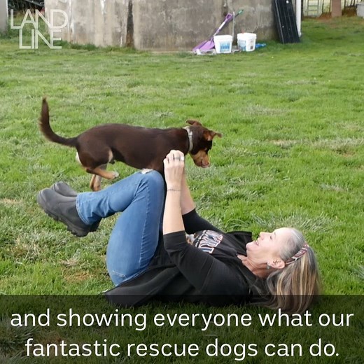 We all love our working dogs, but these little pups nearly didn't make it out of the pound. Rescue organisations are trying to rehome as many dogs as possible, but coronavirus restrictions haven't made it easy... Watch the full (adorable) story on Sunday. 📺 | ABC Landline
