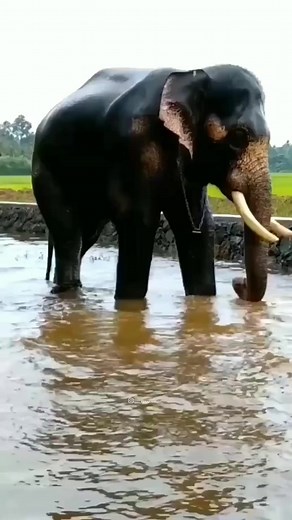 Aanachantham | Rainbow Entertainment
