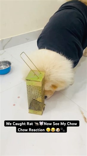 We Caught Rat See Murphy's Reaction | Chow Chow Puppy Cute Funny Video | Chow Chow Puppy Cute video