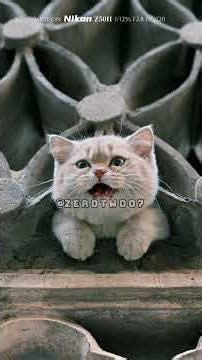 Chụp ảnh cho mèo con dễ thương!