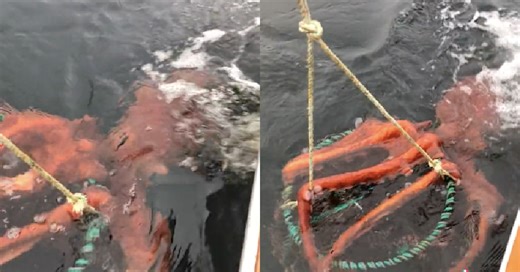 VIDEO: Giant octopus encounter on Vancouver Island goes viral