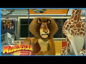 Escaping the Zoo! 🗽 | DreamWorks Madagascar