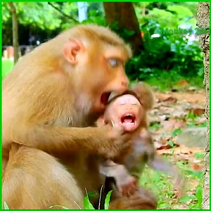 Hard weaning_ Young mom bite head own baby so bad to weaning milk, It real sad and hurt for this poor baby monkey | Monkey 24H