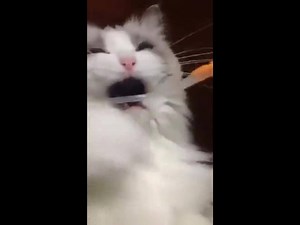 24K views · 331 reactions | No kitty, not the tooth brush with the LSD! | Gunslinger | Facebook