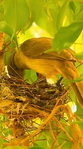 891 reactions · 73 shares | Streak-eared Bulbul (Pycnonotus conradi):...