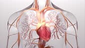 Human heart, 3d rendering, medically accurate illustration of the...
