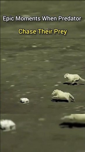 Epic Moments When Predators Chase Their Prey 🐆🐇🔥
