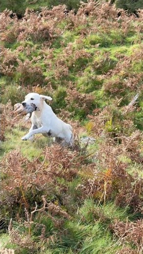 Labrador v Partridge on a Scottish moor. A windy hill & a disoriented Willow on an unfamiliar shoot!