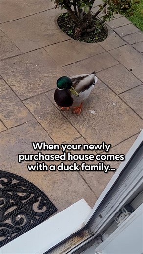 The old owners even left a note that explained the yearly visitors 💞 Amber told us how the different ducks have different daily routines, and how they're still hoping they'll bring ducklings soon! 🤞 Keep up with It's a Faith Thing - Author: Amber Gilbert on Instagram: https://thedo.do/itsafaiththing | The Dodo