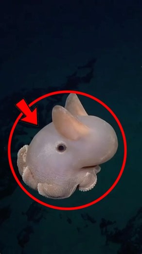 The Strangest Cute Animal Underwater #DumboOctopus #DeepSea #OceanCreatures