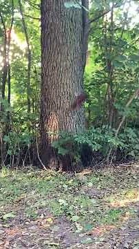 Squirrels chasing each other around the tree 🌲