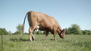 A Limousin beef cow with a milk-filled udder lazily walks across a grassy pasture. Livestock free-ranging on a summer day. Farming and livestock raising in rural agriculture.