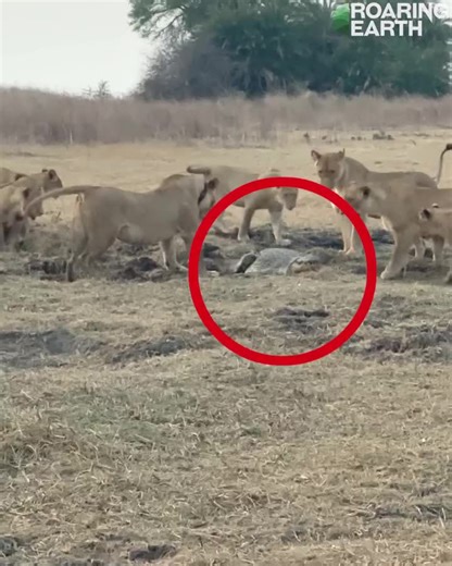 it's predator versus predator @Lions vs crocodile 🐊