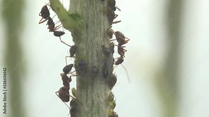 Ants on green branch Feed on colony of aphids. Insect Macro, Green aphids pests