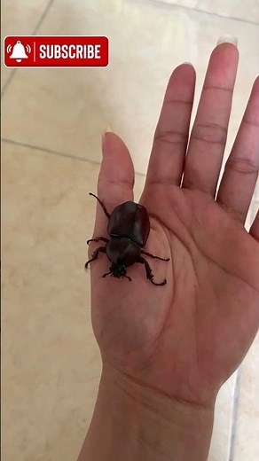 How Does a Dung Beetle Grow?