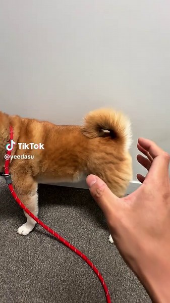 Forbidden tail grabs | snatching furries tail in public