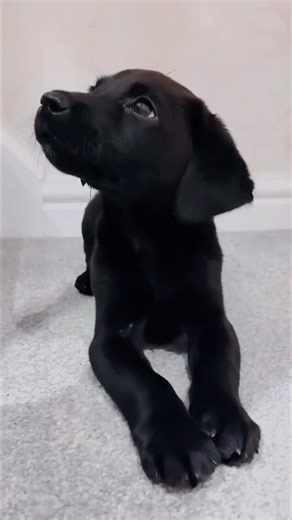 When Your Labrador Puppy Finds His Voice 🥹