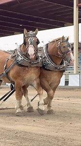 Slow motion of Belgian horses walking #slowmotion #belgianhorse #drafthorse #horses | Suzanne Carrick
