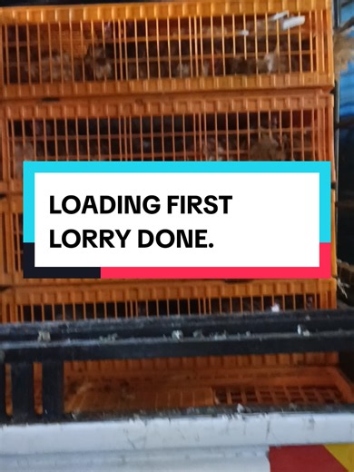 Successful Poultry Farming: First Lorry Loaded