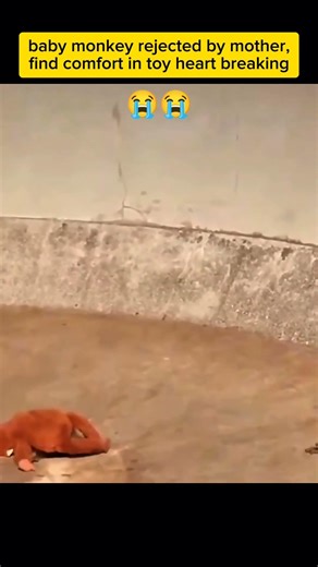 😭baby monkey rejected by his mother