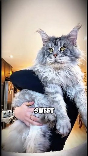 MAINE COON The Biggest Cat Ever Seen#mainecoon #gentlegiants #biggestcat #felinebeauty #majesticcats