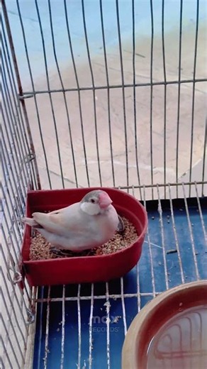 Java Sparrow 🦜🕊️ #shorts #youtubeshorts #fawnjava #javasparrow #birds