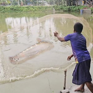 253K views · 1K reactions | Traditional Net Fishing - Lot Of Big Fish Hunting By Cast Net - Fishing In Village Pond (Part-63) #fishing #netfishing #fishingvideo | Fishing 24 | Facebook