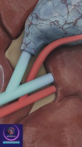 290K views · 866 reactions | Gallbladder attached with liver #gallbladder #liver #foryou #medical #animation | Medical Animation Media | Facebook