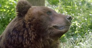 Potential lawsuit in Bitterroot National Forest highlights key grizzly habitat