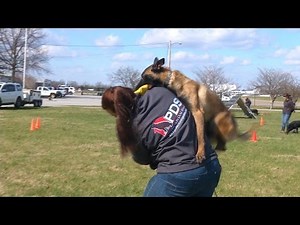 You Want A Belgium Malinois? Really? Are You Sure? Personal Protection Dog Information & Sales