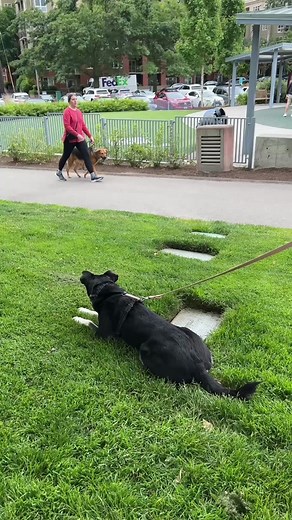 Loose Leash Walking: Your First Dog Training Win