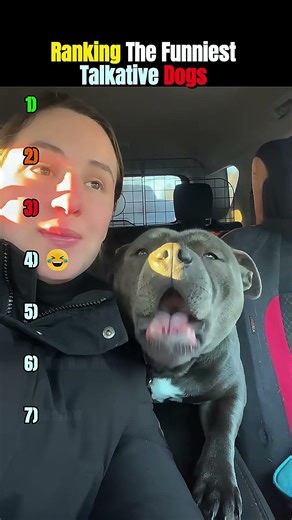 Ranking The Funniest Talking Dogs