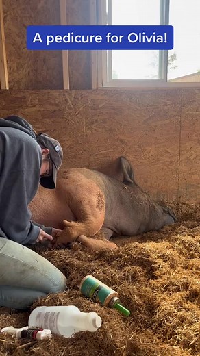 1K views · 45 reactions | We spend lots of time on hoof care for our residents, like filling in cracked pig hooves. Luckily, most of the pigs at Full Circle don't mind getting a pedicure as long as there are lots of belly rubs too! #pig #pedicure #animalcare #animals #pigs #vegan #farmsanctuary | Full Circle Farm Sanctuary | Facebook