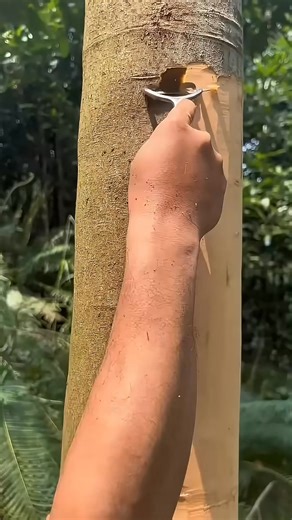 How is cinnamon obtained | Huntsville Studio